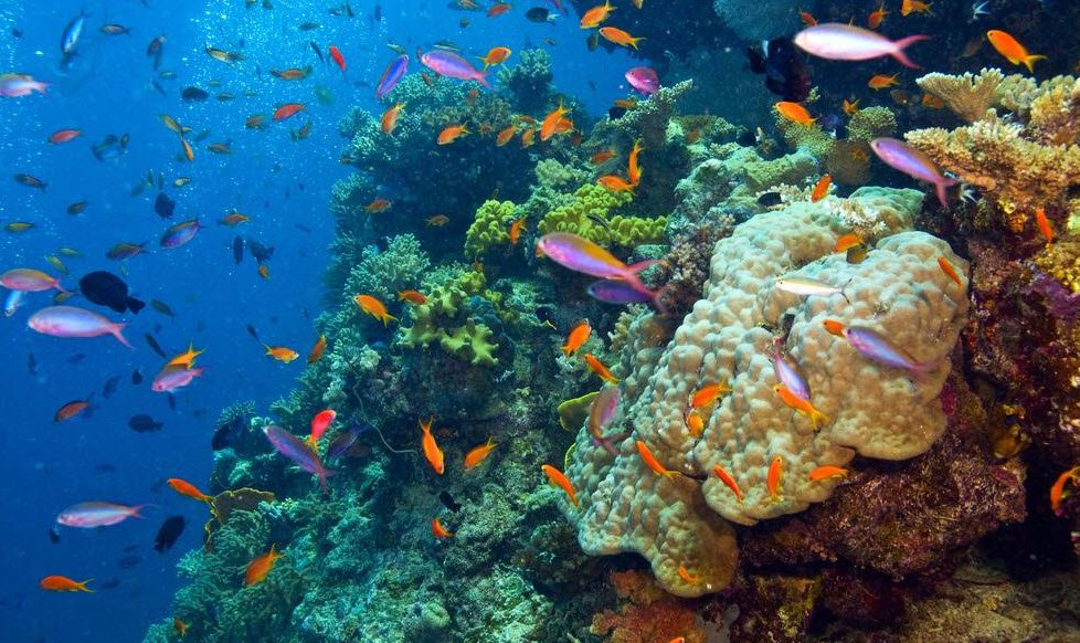 Sanganeb Marine National Park, Offshore near Port Sudan, Sudan